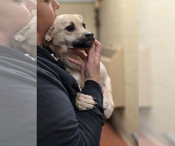 Medium Photo #10 Pug-Unknown Mix Puppy For Sale in Princeton, MN, USA