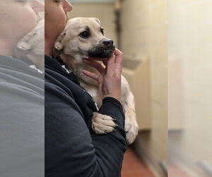 Gravy - Female Pug-Unknown Mix Dog for Adoption - Photo #10