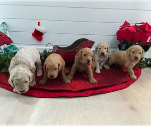 Labradoodle Puppy for sale in KENNEWICK, WA, USA