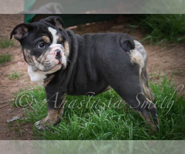 Medium Photo #11 English Bulldog Puppy For Sale in CARY, NC, USA