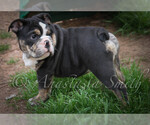 Small Photo #11 English Bulldog Puppy For Sale in CARY, NC, USA