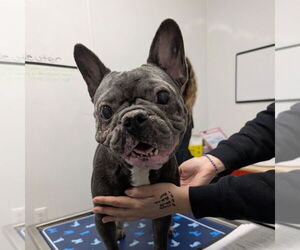 French Bulldog Dogs for adoption in Chico, CA, USA