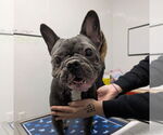 Small French Bulldog