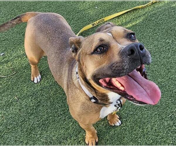 Medium Photo #2 Bullypit Puppy For Sale in Las Vegas, NV, USA