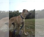 Small Photo #8 Mastiff-Unknown Mix Puppy For Sale in Stover, MO, USA