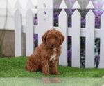 Puppy Marco Poodle (Miniature)