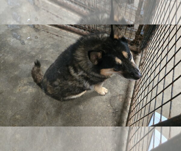 Medium Photo #4 Mutt Puppy For Sale in Jackson, MS, USA