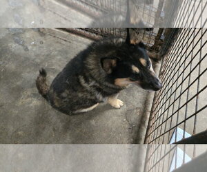 Ruby - Female Mutt Dog for Adoption - Photo #4