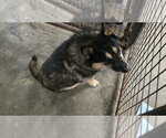 Small #3 Mutt