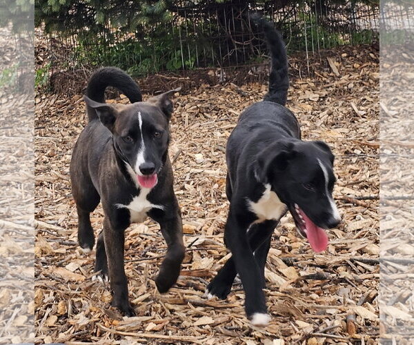 Medium Photo #6 Labrador Retriever Puppy For Sale in Bloomingdale, NJ, USA
