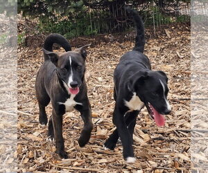 Regina - Female Labrador Retriever Dog for Adoption - Photo #6