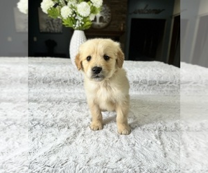 Golden Retriever Puppy for sale in GREENFIELD, IN, USA
