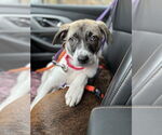 Small #5 Labrador Retriever