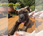 Small Boxer Mix