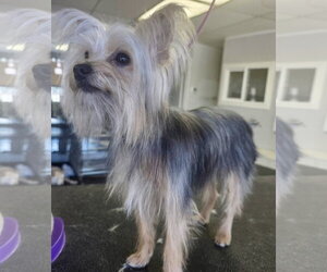 Teddy - Male Shih Tzu-Unknown Mix Dog for Adoption - Photo #5