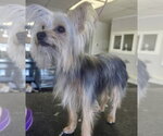 Small Photo #5 Shih Tzu-Unknown Mix Puppy For Sale in Santa Clarita, CA, USA