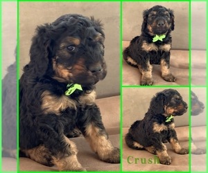 Bernedoodle Puppy for sale in BRUSH PRAIRIE, WA, USA