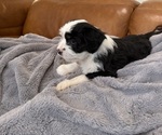 Small Photo #13 Bernedoodle-French Bulldog Mix Puppy For Sale in EL DORADO HILLS, CA, USA