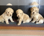 Small Photo #1 Labradoodle Puppy For Sale in JARRELL, TX, USA