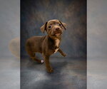 Dewdrop - Female Jack Chi Dog for Adoption - Small photo