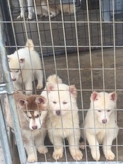 Siberian Husky Puppy for sale in CLEVELAND, TX, USA