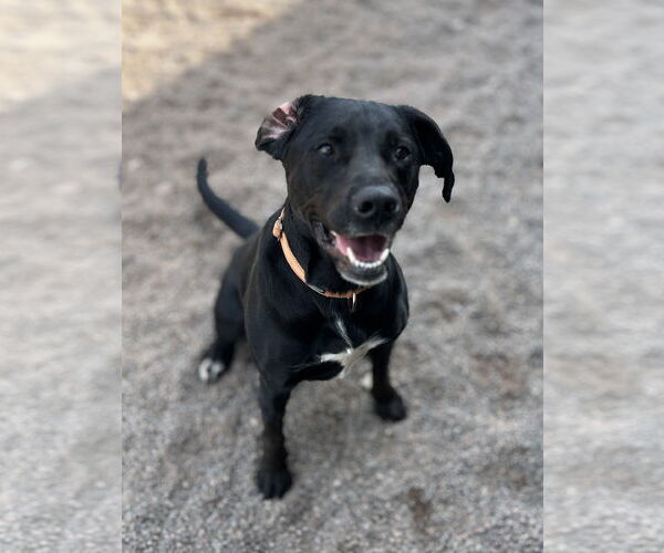 Medium Photo #5 Labrador Retriever-Unknown Mix Puppy For Sale in Webster, WI, USA