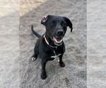 Small #4 Labrador Retriever Mix