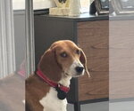 Small #3 Beagle