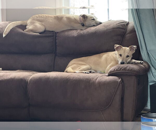 Medium Photo #11 Huskies -Labrador Retriever Mix Puppy For Sale in Sebec, ME, USA