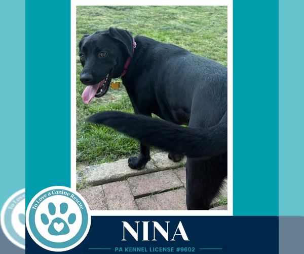 Medium Photo #4 Labrador Retriever-Unknown Mix Puppy For Sale in Kimberton, PA, USA