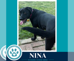 Small #3 Labrador Retriever Mix