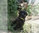 Small Photo #2 Mastiff Puppy For Sale in STUARTS DRAFT, VA, USA