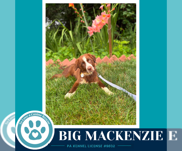 Medium Photo #2 Australian Shepherd Puppy For Sale in Kimberton, PA, USA