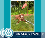 Small #1 Australian Shepherd