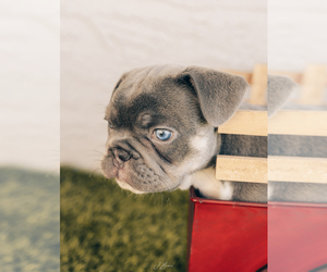 French Bulldog Puppy for sale in CAPE CORAL, FL, USA