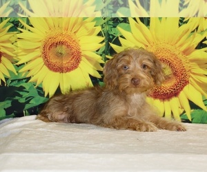 Yorkiepoo mix (+ Poodle Toy) Puppy for sale in DYERSBURG, TN, USA