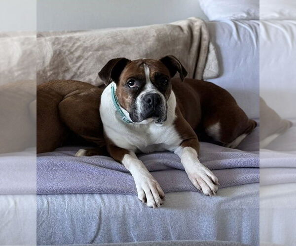 Medium Photo #3 Boxer Puppy For Sale in Stanwood, WA, USA