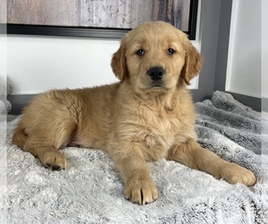 Golden Retriever Puppy for sale in FRANKLIN, IN, USA