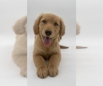 Small Photo #17 Golden Retriever Puppy For Sale in OCALA, FL, USA