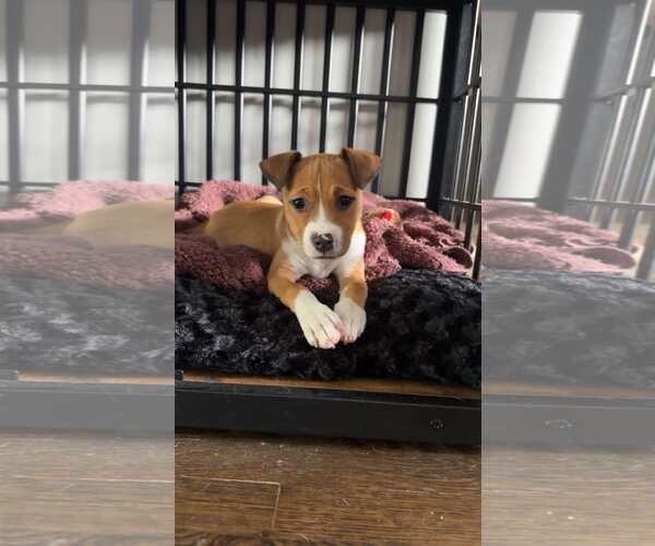 Medium Photo #6 Boxer-Unknown Mix Puppy For Sale in pomfret, CT, USA