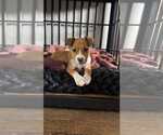 Small #5 Boxer Mix