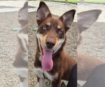 Small #1 Australian Kelpie-Siberian Husky Mix