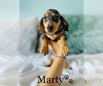 Small Photo #7 Dachshund Puppy For Sale in COOKEVILLE, TN, USA