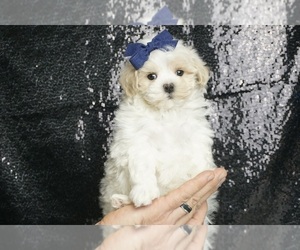 Maltipoo Puppy for sale in WARSAW, IN, USA