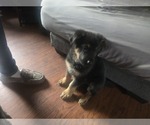Small #8 German Shepherd Dog