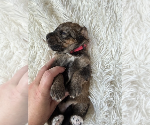 Medium Photo #94 Bernedoodle Puppy For Sale in BELMONT, NC, USA