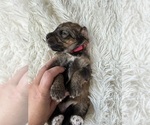 Small #93 Bernedoodle