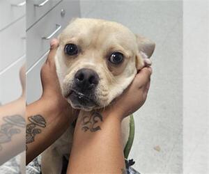 Chug Dogs for adoption in Bakersfield, CA, USA