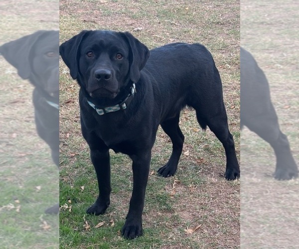 Medium Photo #1 Labrador Retriever Puppy For Sale in GERBER, CA, USA