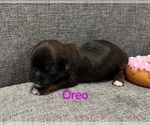 Puppy Oreo Zuchon